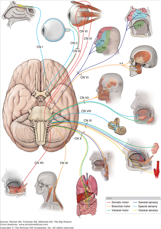 Chapter 17 Cranial Nerves Basicmedical Key