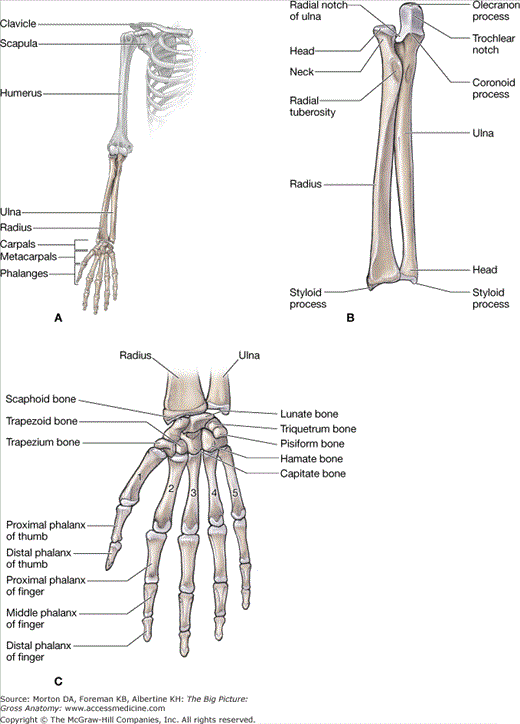 Chapter 29 Overview Of The Upper Limb Basicmedical Key