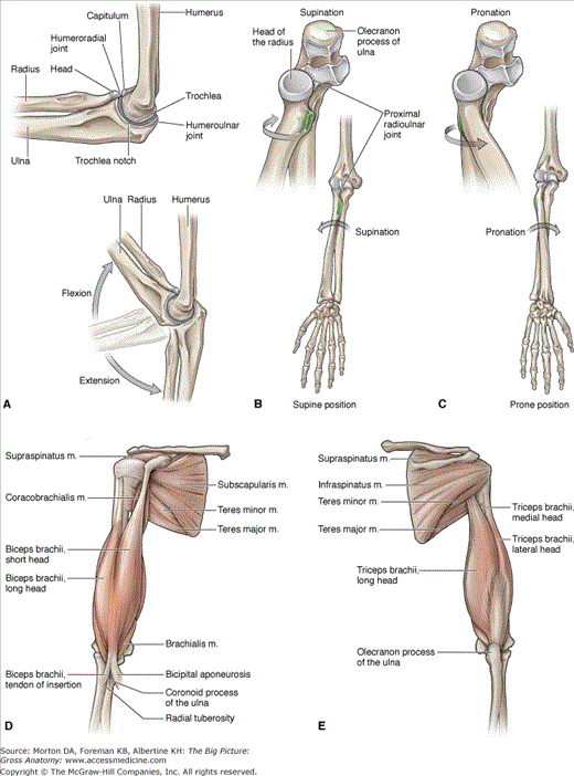 Forearm Pronation & Supination: Muscles, Bones, & Joints