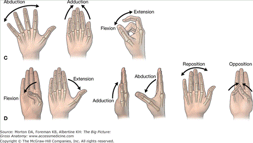rotation anatomy hand