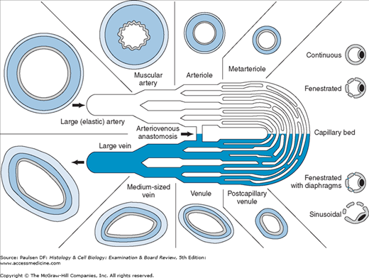 Muscle Tissue | Basicmedical Key