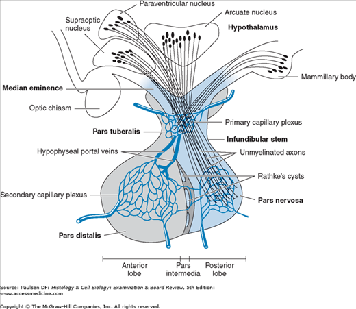 Pituitary Gland & Hypothalamus | Basicmedical Key