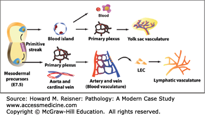 The Vascular System | Basicmedical Key