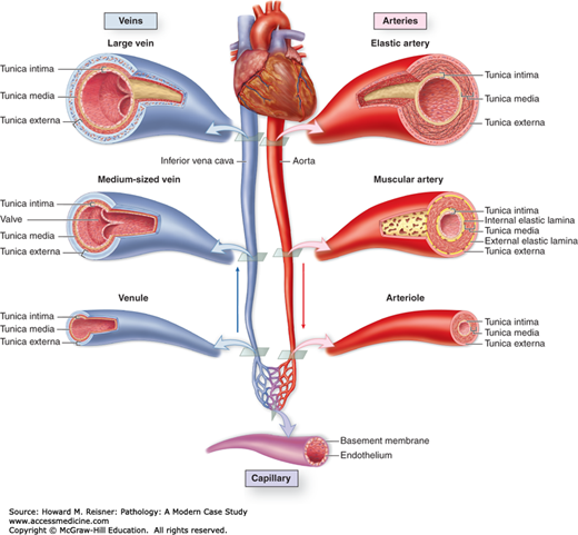 The Vascular System Basicmedical Key