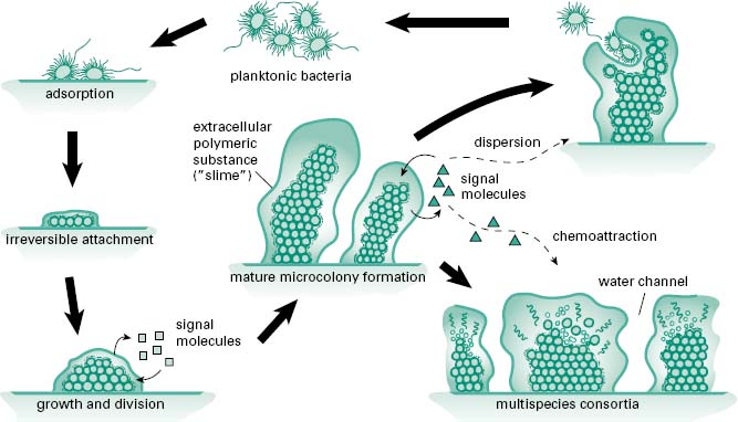 Microbial biofilms: consequences for health | Basicmedical Key