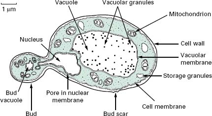 Fungi | Basicmedical Key