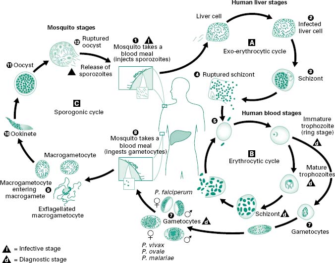 Life Cycle Of Protozoa