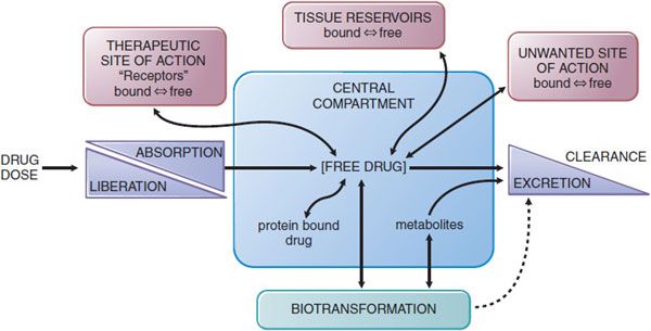 drug absorption in the body