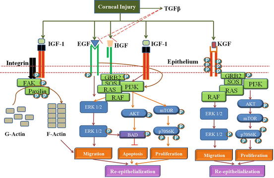 A327310_1_En_5_Fig3_HTML.jpg