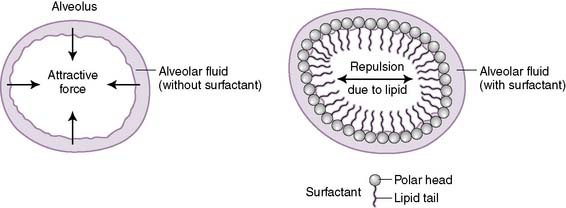 alveolar surfactant and surface tension