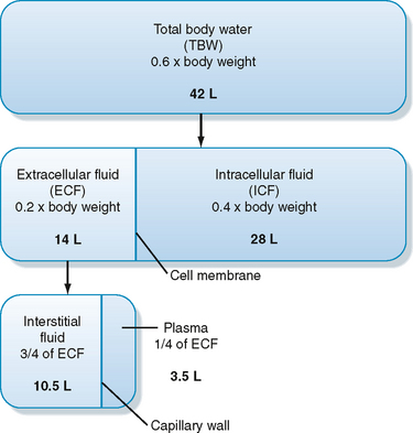 body fluid compartments diagram