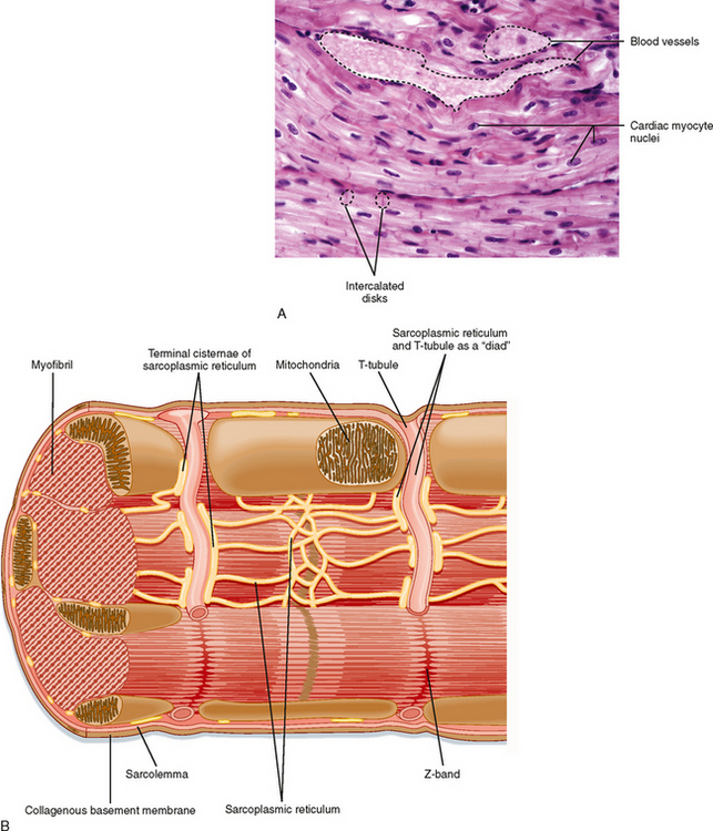 Cardiac Muscle Structure