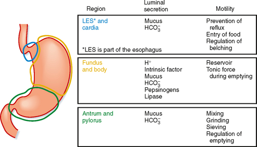 The Gastric Phase of the Integrated Response to a Meal | Basicmedical Key