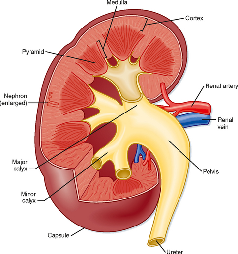Elements Of Renal Function