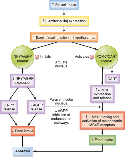 Hormonal Regulation Of Energy Metabolism | Basicmedical Key