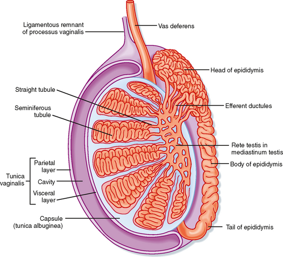 seminiferous tubules