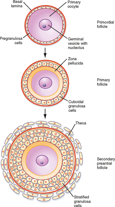 The Male and Female Reproductive Systems | Basicmedical Key