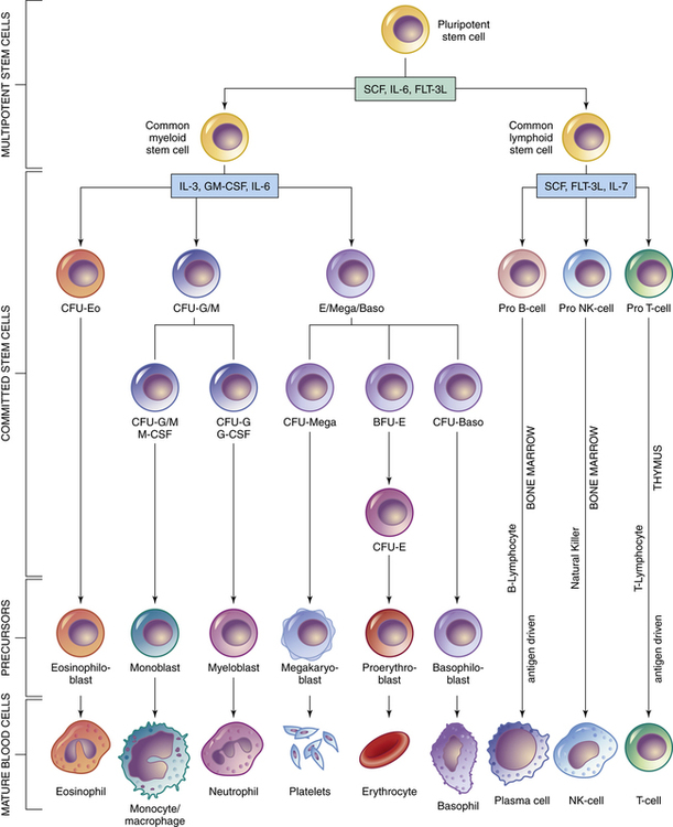 The Immune System and Immunizations | Basicmedical Key