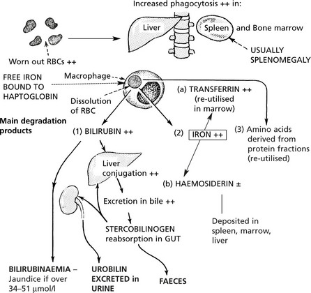 Haemopoietic and Lympho-Reticular Tissues | Basicmedical Key