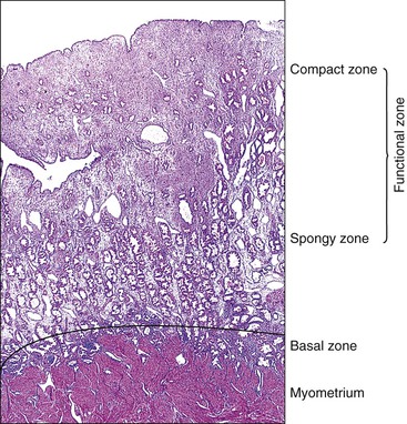 stratum basalis endometrium