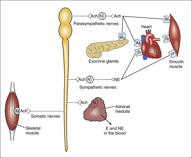 somatic nervous system effector organs