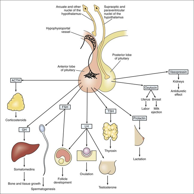 pituitary gland and hypothalamus hormones