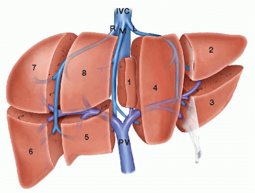 Liver segments