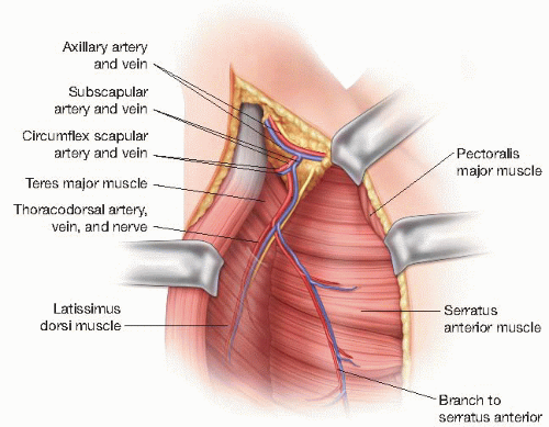 thoracodorsal artery
