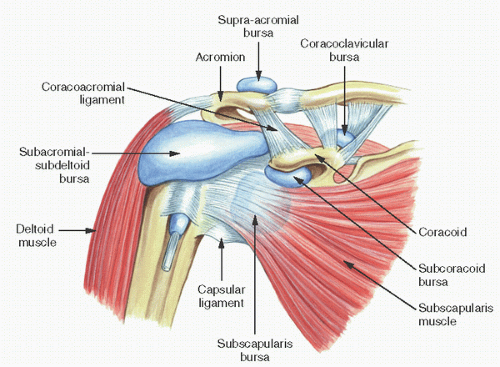 Soft Tissue Pathology Basicmedical Key