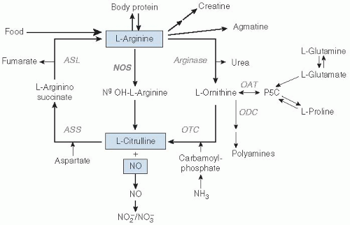 Schematic metabolic pathways of nitric oxide. NO, nitric oxide