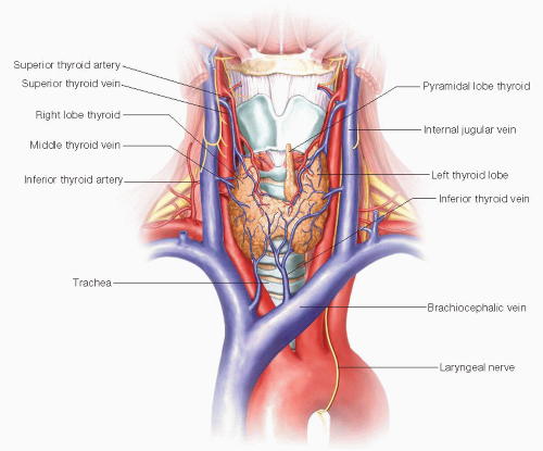 thyroidectomy anatomy