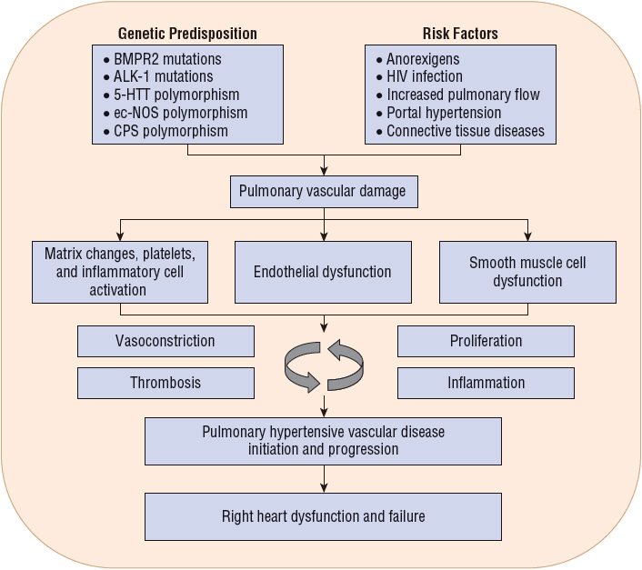 pulmonary arterial hypertension pathophysiology