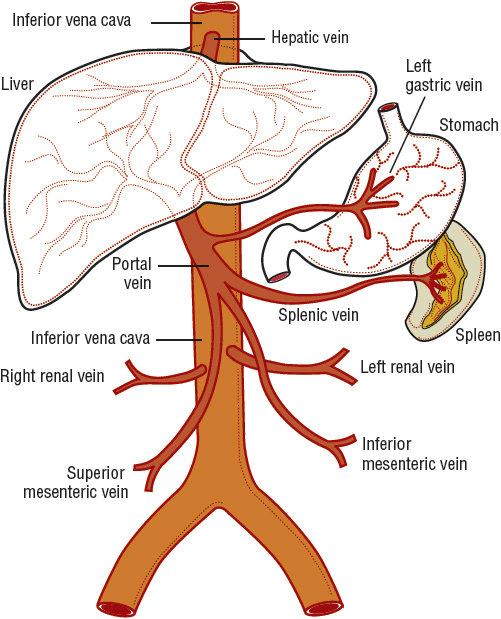 Portal Hypertension and Cirrhosis | Basicmedical Key