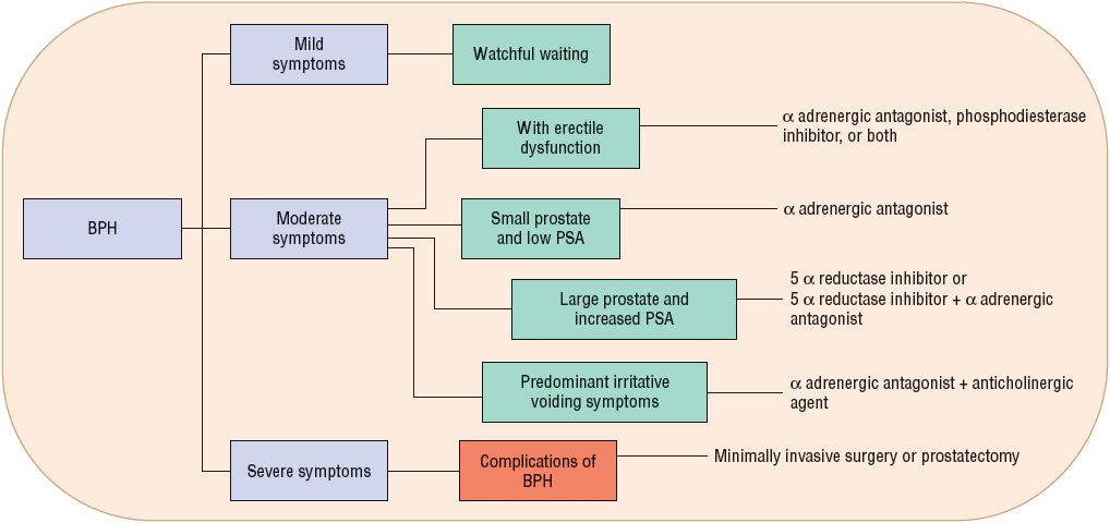 Benign Prostatic Hyperplasia Pathophysiology Diagram