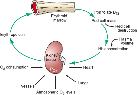 Vitamin B and red blood cell production