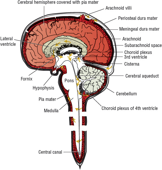 Central Nervous System Infections Basicmedical Key