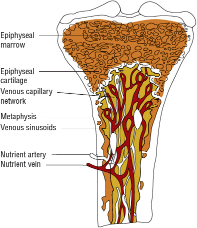 Cross Section Of A Bone / Alexey Kashpersky. Official website - Bone