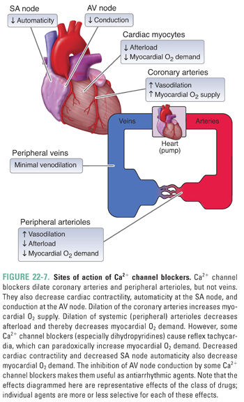 Vascular Tone