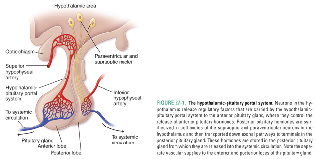 hypothalamus and pituitary gland relationship