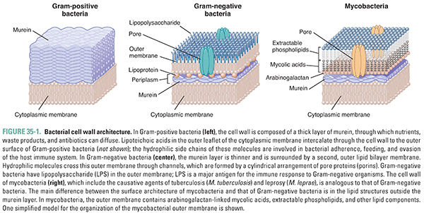 Pharmacology of Bacterial and Mycobacterial Infections ...