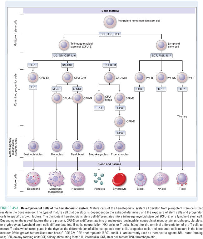 Pharmacology of Hematopoiesis and Immunomodulation | Basicmedical Key