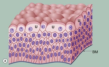 transitional epithelial tissue diagram