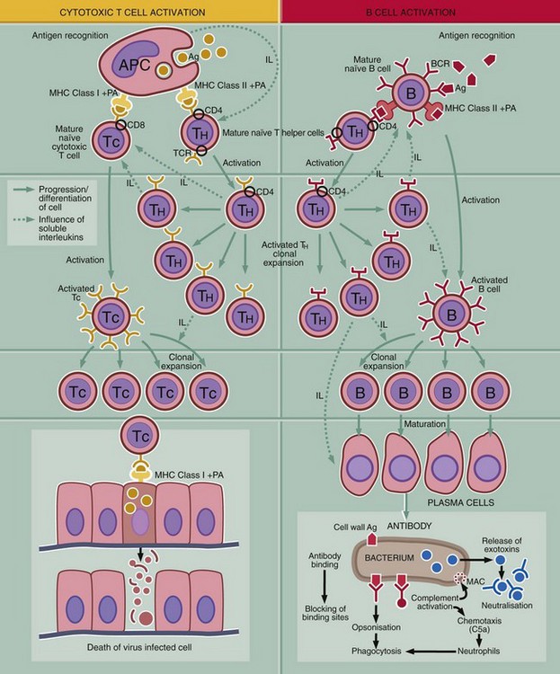 Immune system | Basicmedical Key