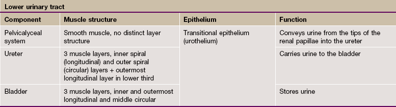 Urinary System | Basicmedical Key