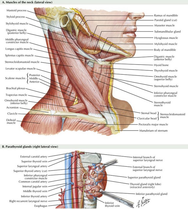 thyroidectomy anatomy