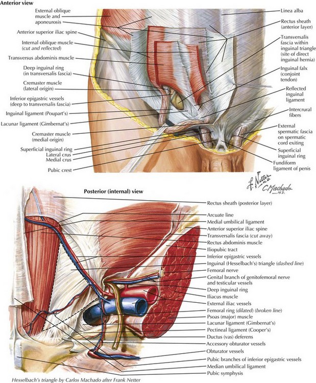 The inguinal canal | Musculoskeletal Key