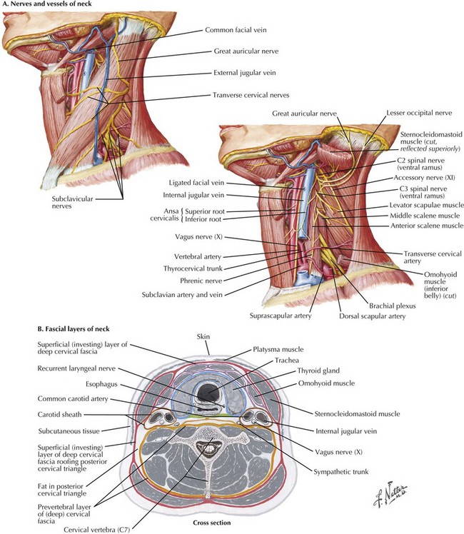 carotid triangle and sheath