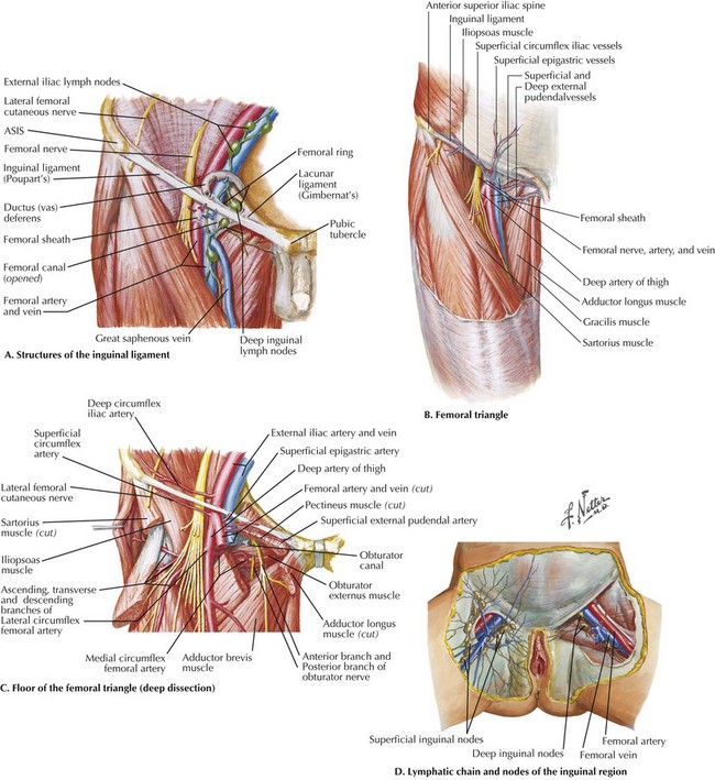 femoral artery diagram