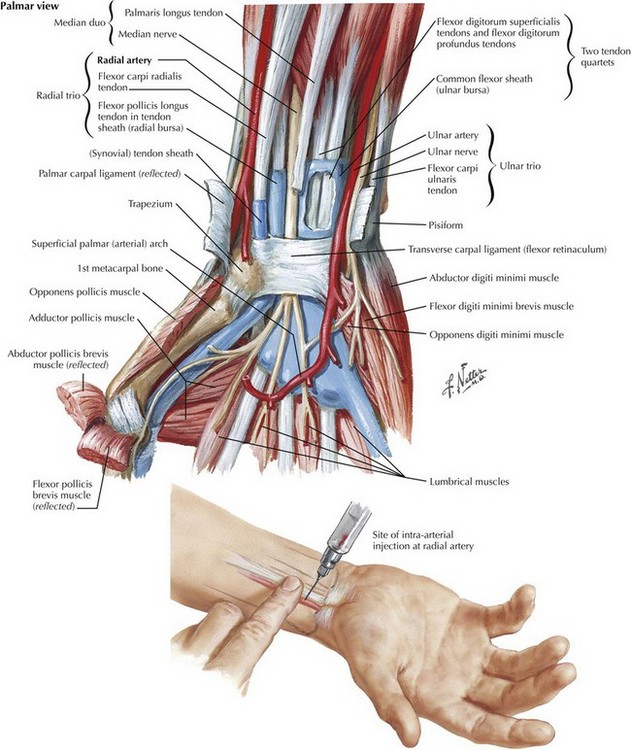 radial artery location