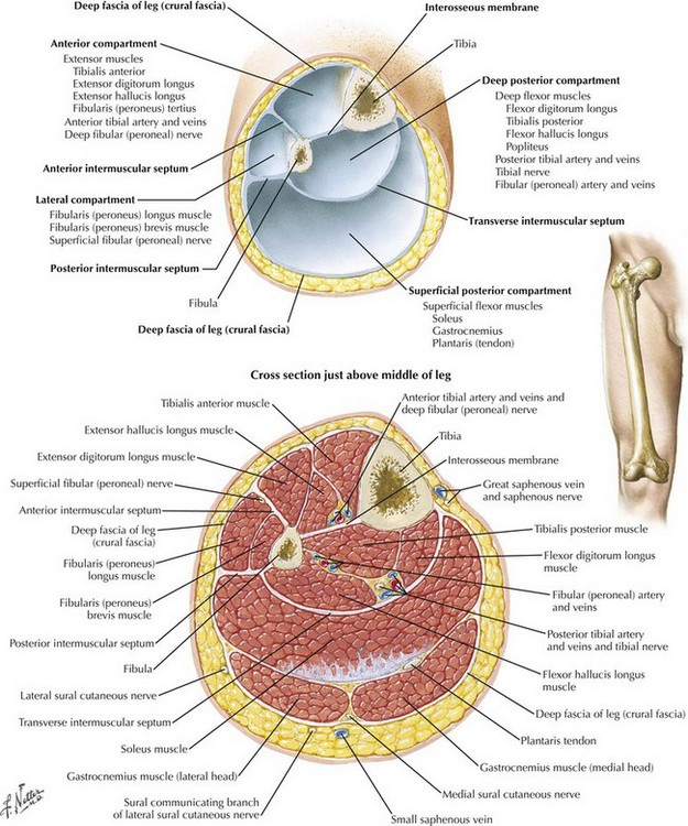 Anatomy of the leg-Cross section of the right leg. The fascia cruris